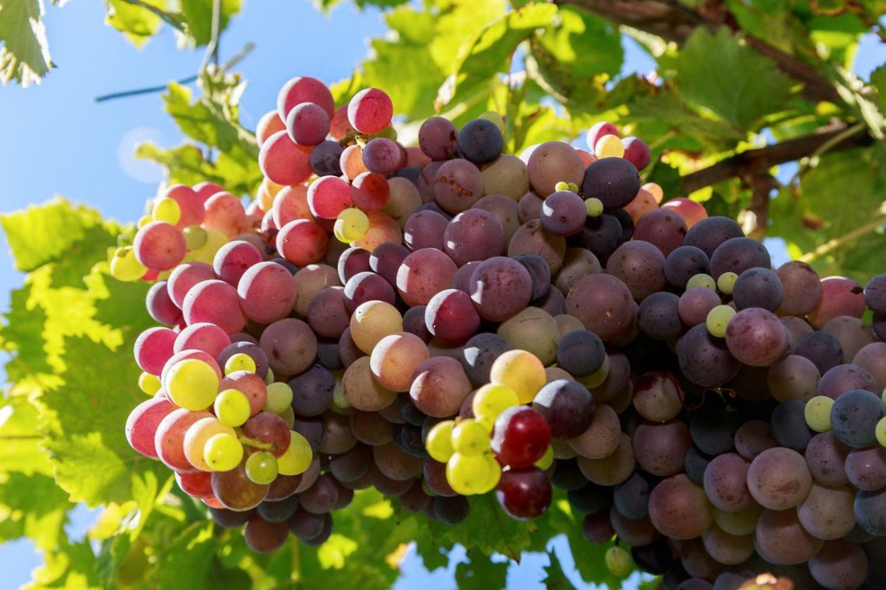 לוגו Antico Casale Dei Sogni Agriturismo מראה חיצוני תמונה